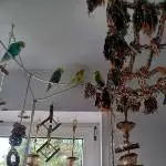 4 Wellensittiche abzugeben Bild 1