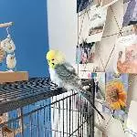 Suche ein liebevolles Zuhause für unseren Wellihahn Bild 1