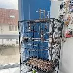 Suche ein liebevolles Zuhause für unseren Wellihahn Bild 2