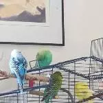 Viererbande muss umziehen Bild 2