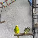 4 Wellensittiche in liebevolle Hände abzugeben Bild 3