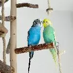Welli-Pärchen zu vermitteln Bild 1