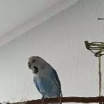 Luna sucht ein neues Zuhause Bild 1