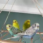 4 Wellis abzugeben (Handzahm) Bild 3