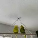 4 Wellis abzugeben (Handzahm) Bild 4