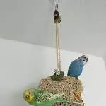 4 Wellis abzugeben (Handzahm) Bild 5