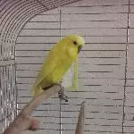 Männlicher Wellensittich abzugeben 6 Jahre Bild 2