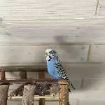 Karle sucht ein neues Zuhause Bild 1