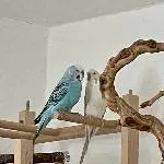 Kalle 8+ sucht ein älteres Mädchen Bild 1