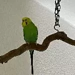 Neues Zuhause für Paul, 4 Jahre alt Bild 2