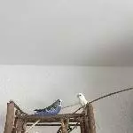 2 Wellis weiß (Leia) und blau (Luke) leider dringend abzugeben Bild 2