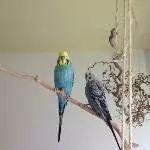 Flip ca. 9 Jahre sucht Anschluss Bild 1