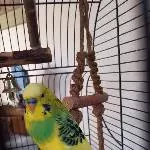 Welli Freddy sucht ein neues Zuhause Bild 1