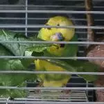 Welli Freddy sucht ein neues Zuhause Bild 2