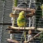 Welli Freddy sucht ein neues Zuhause Bild 3