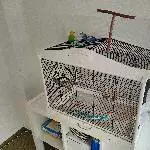 Pärchen sucht neue Körnergeber Bild 1