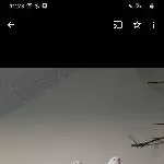 3 wellis suchen gutes Zuhause Bild 1