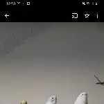 3 wellis suchen gutes Zuhause Bild 2