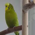 Einsames zweieinhalbjähriges grünes Hähnchen sucht neue Freunde Bild 1