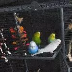 Mega-Gruppe sucht dringend neues Zuhause Bild 1