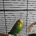 DRINGEND neues Zuhause gesucht!! Bild 2