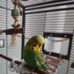 DRINGEND neues Zuhause gesucht!! Bild 1