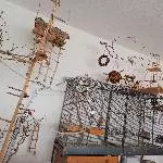 Dringend, einsamer Wellensittich anzugeben Bild 1