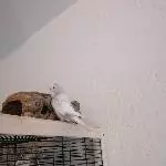 Merlin sucht ein neues Zuhause Bild 2