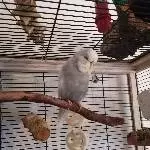 Merlin sucht ein neues Zuhause Bild 5