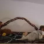 Merlin sucht ein neues Zuhause Bild 1