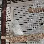 Merlin sucht ein neues Zuhause Bild 3