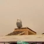 Merlin sucht ein neues Zuhause Bild 4