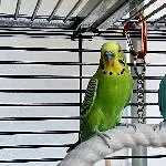 Sympathische Männchen suchen Gesellschaft Bild 3