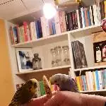 2 Wellensittiche in gute Hände abzugeben Bild 1