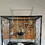 Neues Zuhause für unseren Fiete gesucht Bild 2