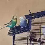 2 Wellensittiche suchen ein neues  Zuhause Bild 1