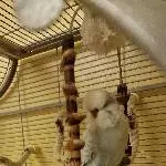 Bubi sucht neuen Schwarm Bild 1