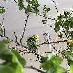 Welligruppe mit 4 Wellis abzugeben Bild 6