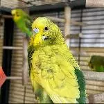 Welligruppe mit 4 Wellis abzugeben Bild 8