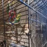 Habe ein Männlichen Jungvogel abzugeben Bild 2