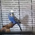Aki sucht liebevolles neues Zuhause Bild 1