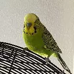 Wellimann Kiwi, ca. 9 Jahre sucht ein neues Zuhause! Bild 1