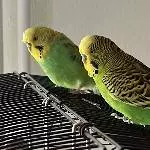 Wellimann Kiwi, ca. 9 Jahre sucht ein neues Zuhause! Bild 2