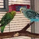 Ca. 2 Jahre altes Wellipärchen sucht ein neues Zuhause Bild 2