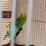 Ca. 2 Jahre altes Wellipärchen sucht ein neues Zuhause Bild 1