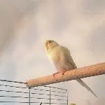 4 Wellensittiche abzugeben mit Liebe und Fürsorge (einer beeinträchtigt) Bild 4