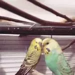 4 Wellensittiche abzugeben mit Liebe und Fürsorge (einer beeinträchtigt) Bild 2