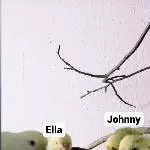 4 Wellensittiche abzugeben mit Liebe und Fürsorge (einer beeinträchtigt) Bild 6