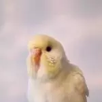 4 Wellensittiche abzugeben mit Liebe und Fürsorge (einer beeinträchtigt) Bild 5