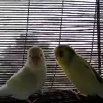 4 Wellensittiche abzugeben mit Liebe und Fürsorge (einer beeinträchtigt) Bild 9